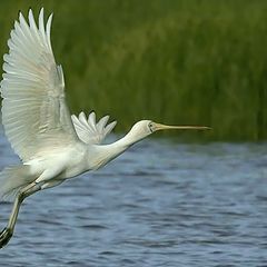 фото "Spoonbill"