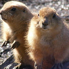 photo "Friends"