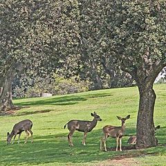 photo "Cemetery Deer"