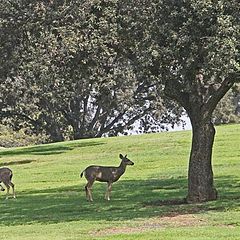 фото "Cemetery Deer 2"