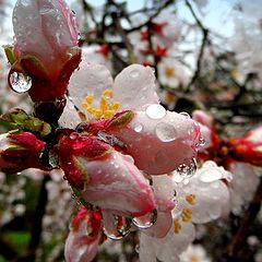 photo "Pearl rain..."