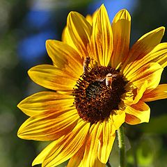 photo "Sun Flower And Friend"