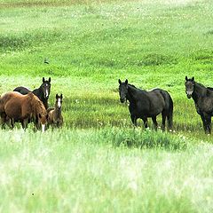 photo "mustangs"