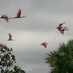 photo "The pink bird"