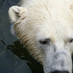 photo "Polar bear"