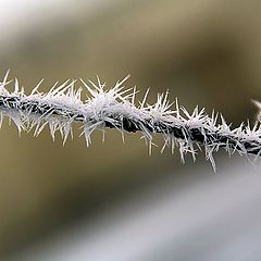 фото "зимние узоры..."