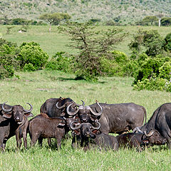 photo "Family Portrait"