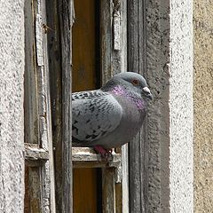 photo "Old town, young pigeons."