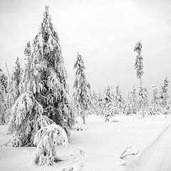 фото "Зима в Приполярье"