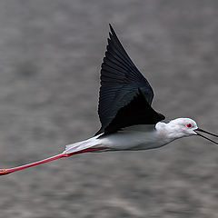 фото "Black-Winged Stilt"