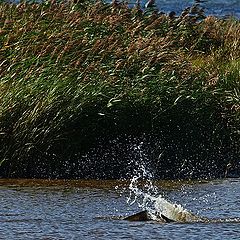 фото "Osprey In The Water"