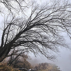 фото "Осень, утро, туман."