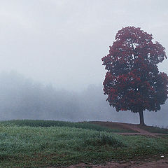 photo "Misty morning-1"