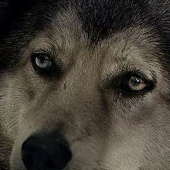 photo "***"