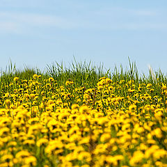 photo "Dandelions"