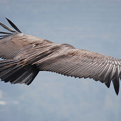 photo "sky hawk"