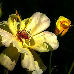 photo "Flower of Light Panasonic"