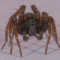 photo "spider"