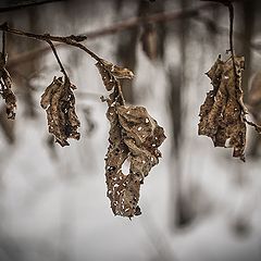 photo "***"