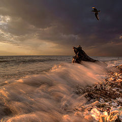 photo "***"