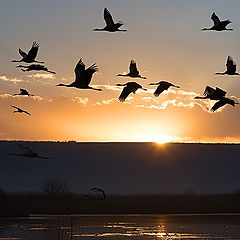 photo "Morning flight"