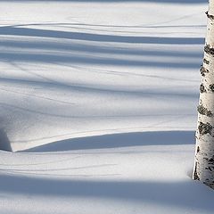 фото "Березовый этюд"