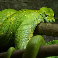 фото "Зелёный змей"