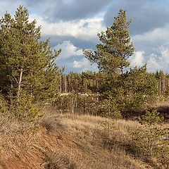 фото "Перелесок."