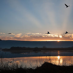 photo "At dawn"