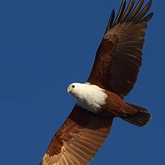 фото "Brahminy Kite"