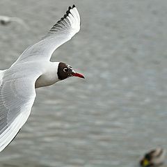 фото "Sailing !"