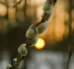 фото "Ранняя весна"