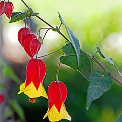 photo "Chinese Bells"