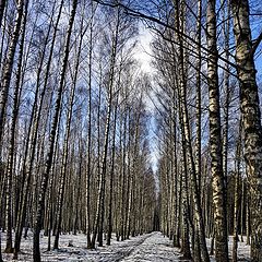 фото "Весенняя аллея"