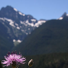 photo "Flowers and mountains"