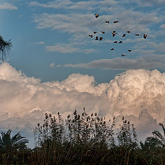 photo "Late afternoon"