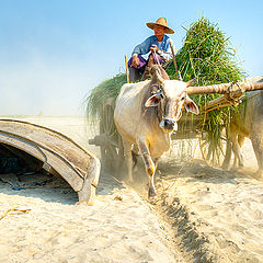 photo "Bullock Carts"