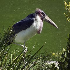 photo "Also stork"