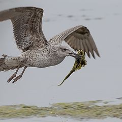 фото "Gaivota"