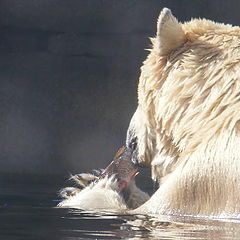 фото "Polar bear"