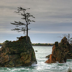 photo "Lonely pine tree"