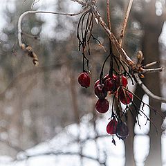 фото "Самые стойкие"