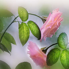 фото "Млели розы, головки томные клоня..."