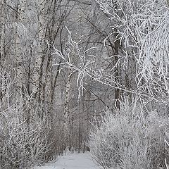 photo "In late winter"