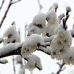 фото "Снег на цветы абрикос! ..."