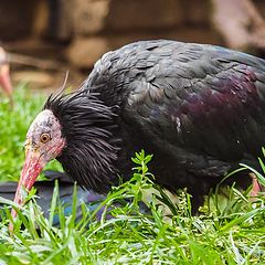 фото "The Northern Bald Ibis or Waldrapp (Geronticus eremita)"