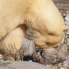 photo "Polar bear"