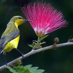 photo "sunbird"