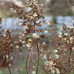 photo "endured winter"