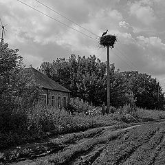 фото "Аист, который не принёс счастья..."